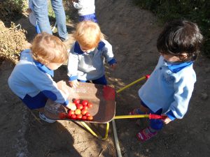 Recogiendo tomates del huerto escuela