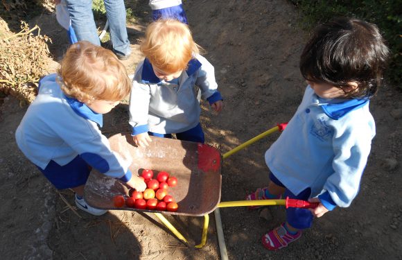 Recogiendo tomates del huerto escuela